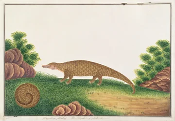 マラッカの動物、昆虫、爬虫類の絵からのスンダパンゴリン、c.1805-18（紙と紙とガッシュ）